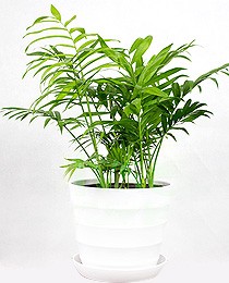 袖珍椰子